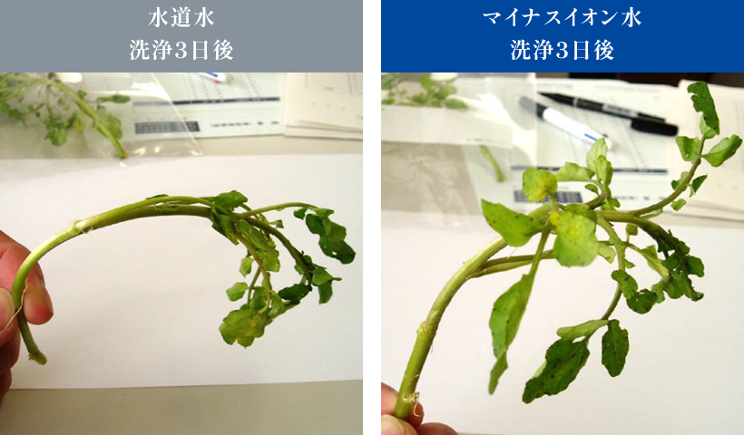 クレソン洗浄3日後の比較